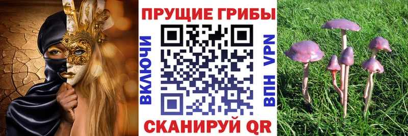 Псилоцибиновые грибы GOLDEN TEACHER  MEGA как войти  Александровское  наркота 